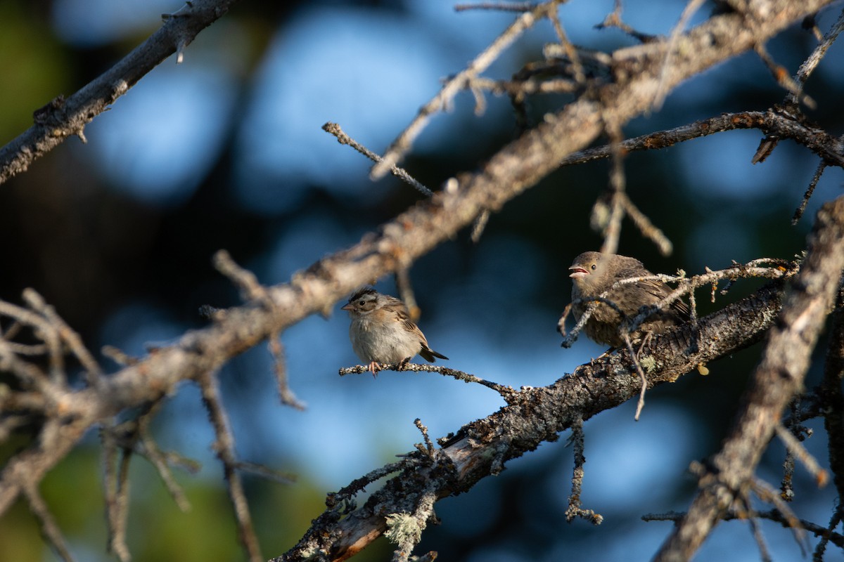 Clay-colored Sparrow - Rick Zapf