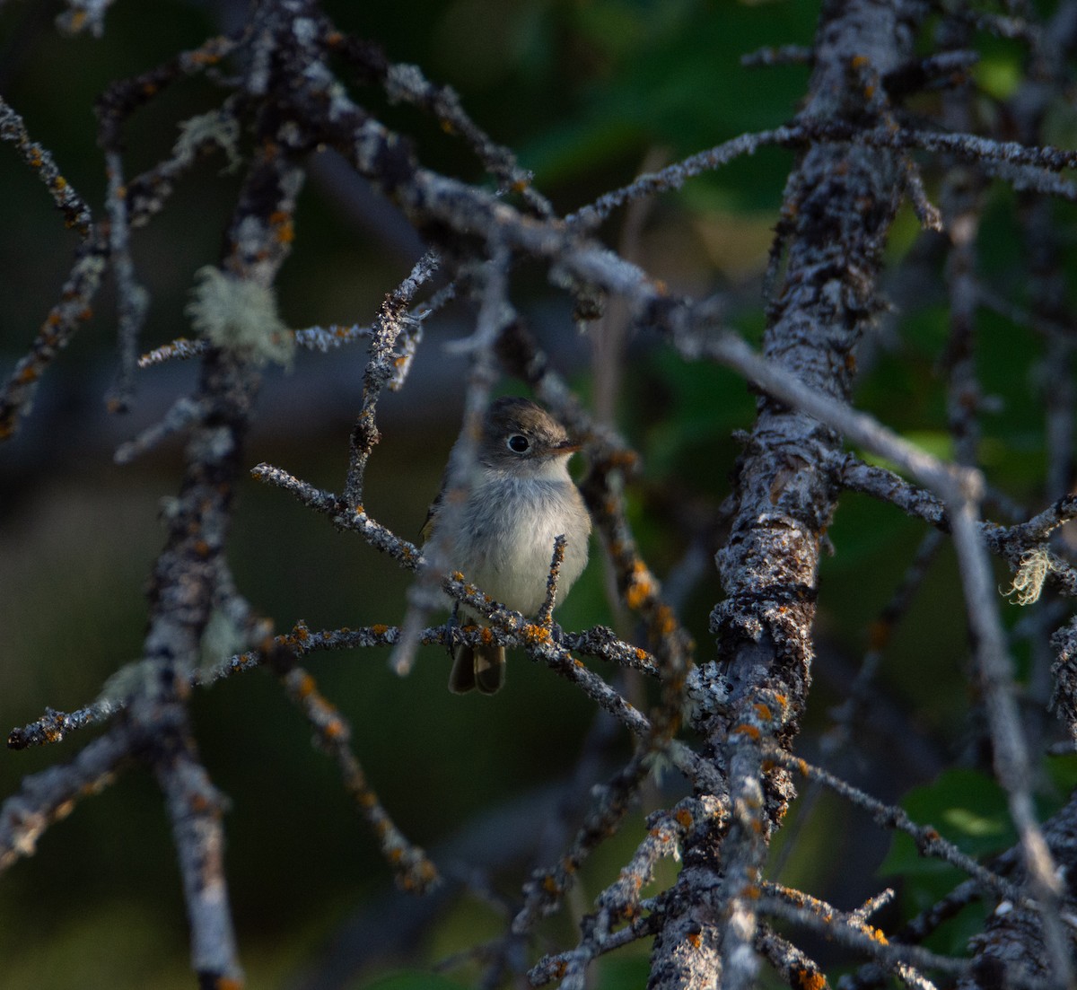 Least Flycatcher - ML172554331