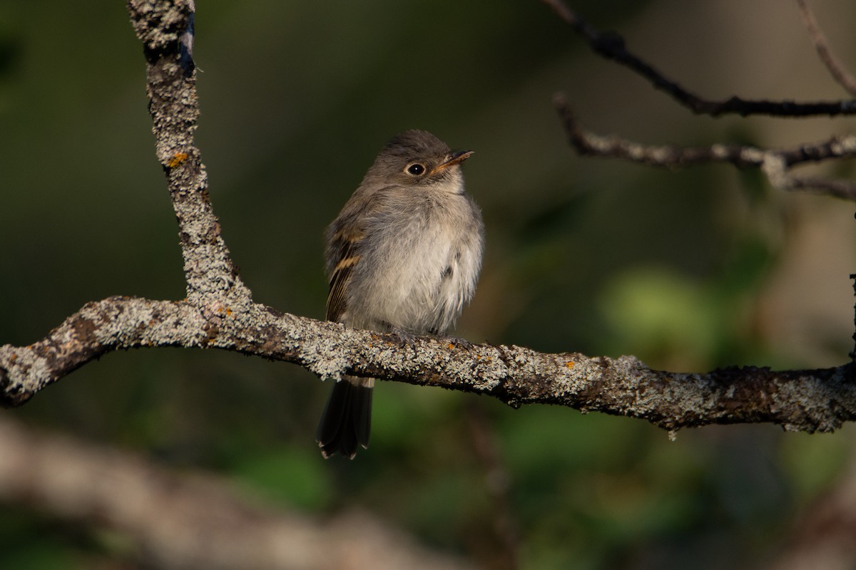 Mosquero Mínimo - ML172554421