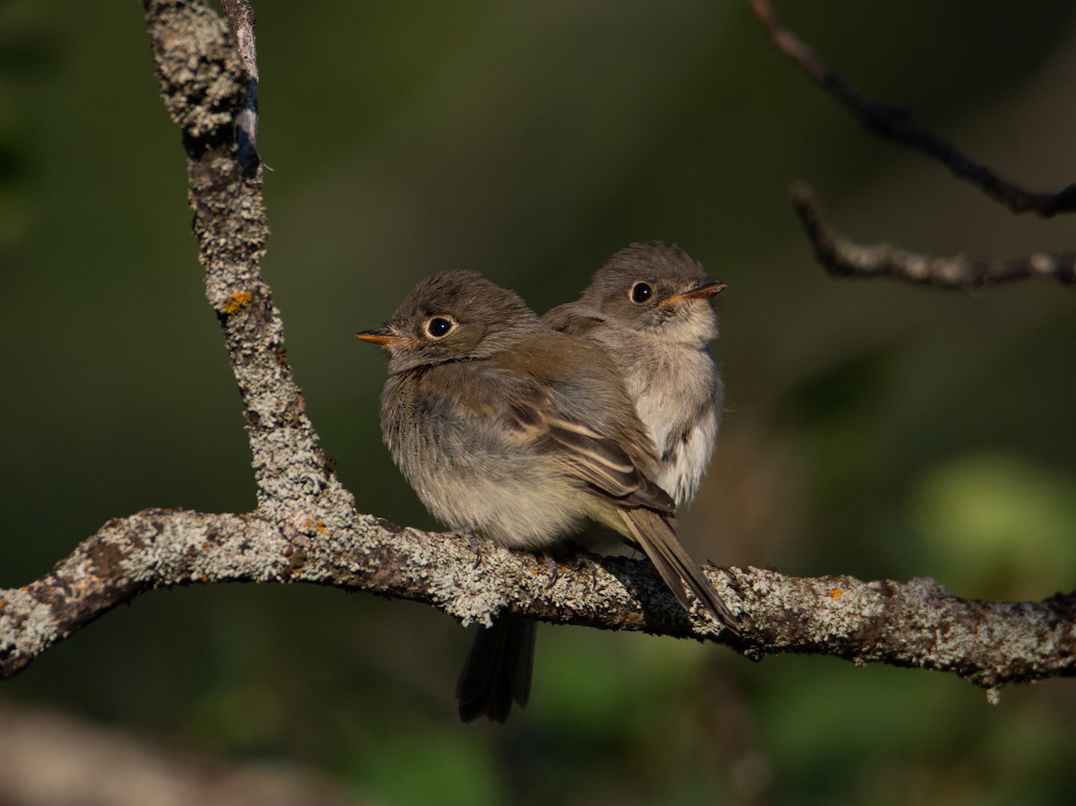 Mosquero Mínimo - ML172554491