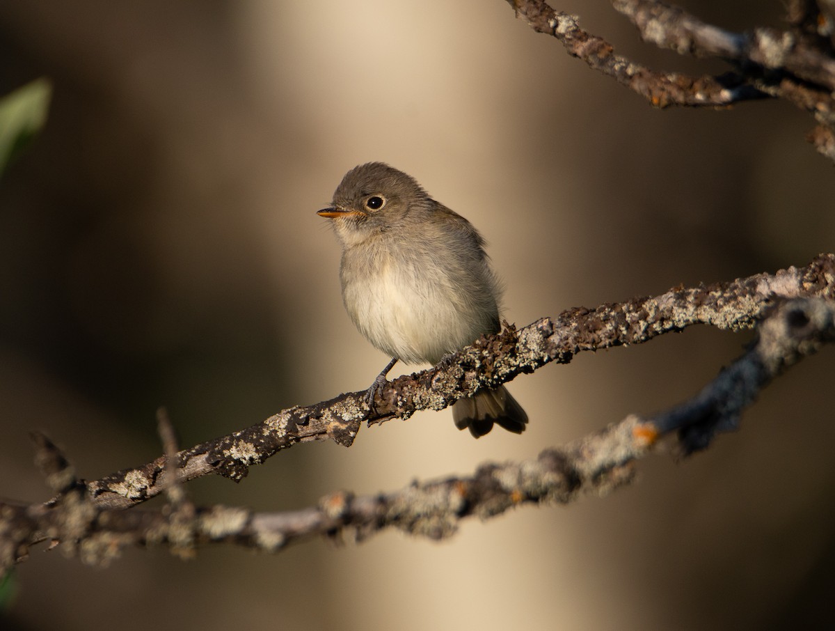 Least Flycatcher - Rick Zapf