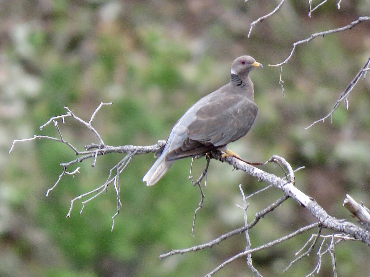 Band-tailed Pigeon - ML172557051