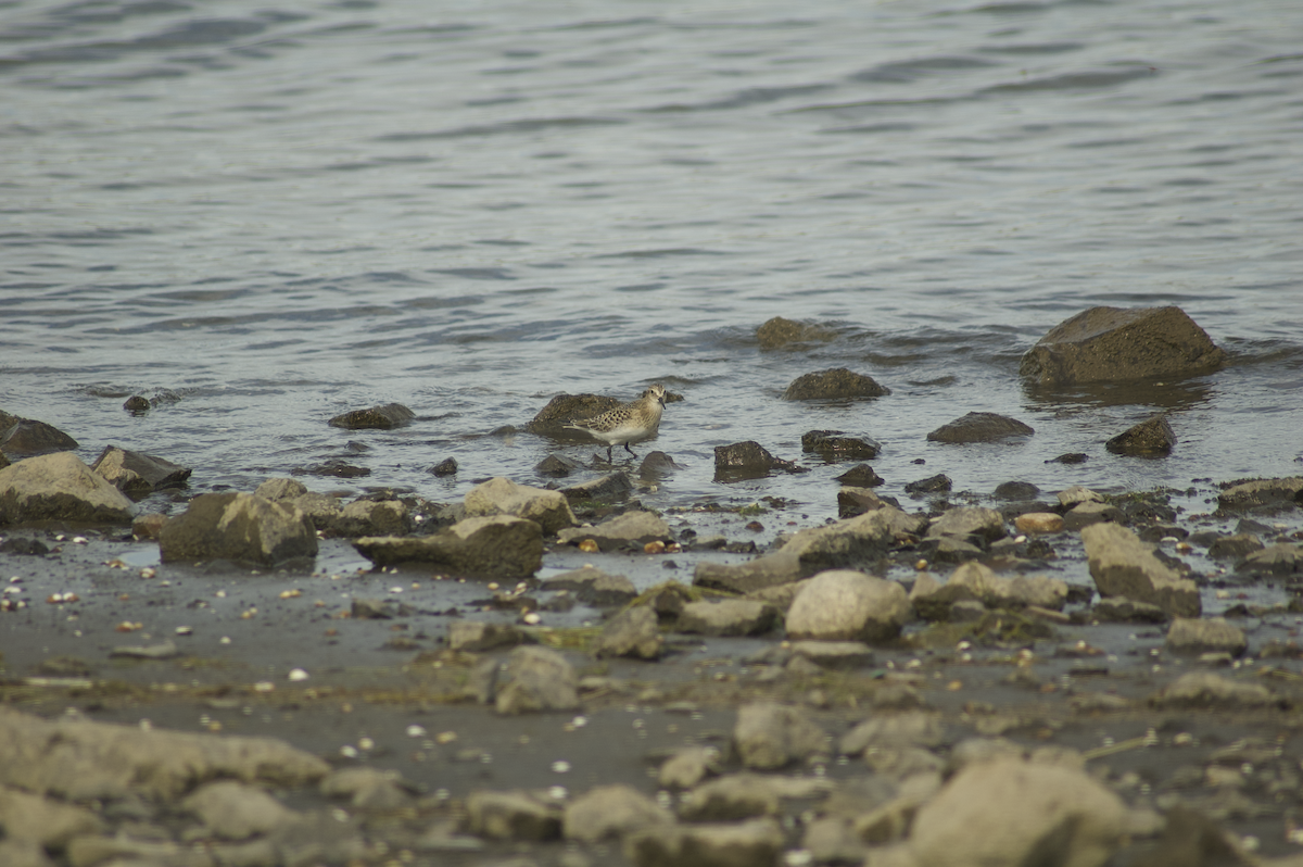 Baird's Sandpiper - ML172559901