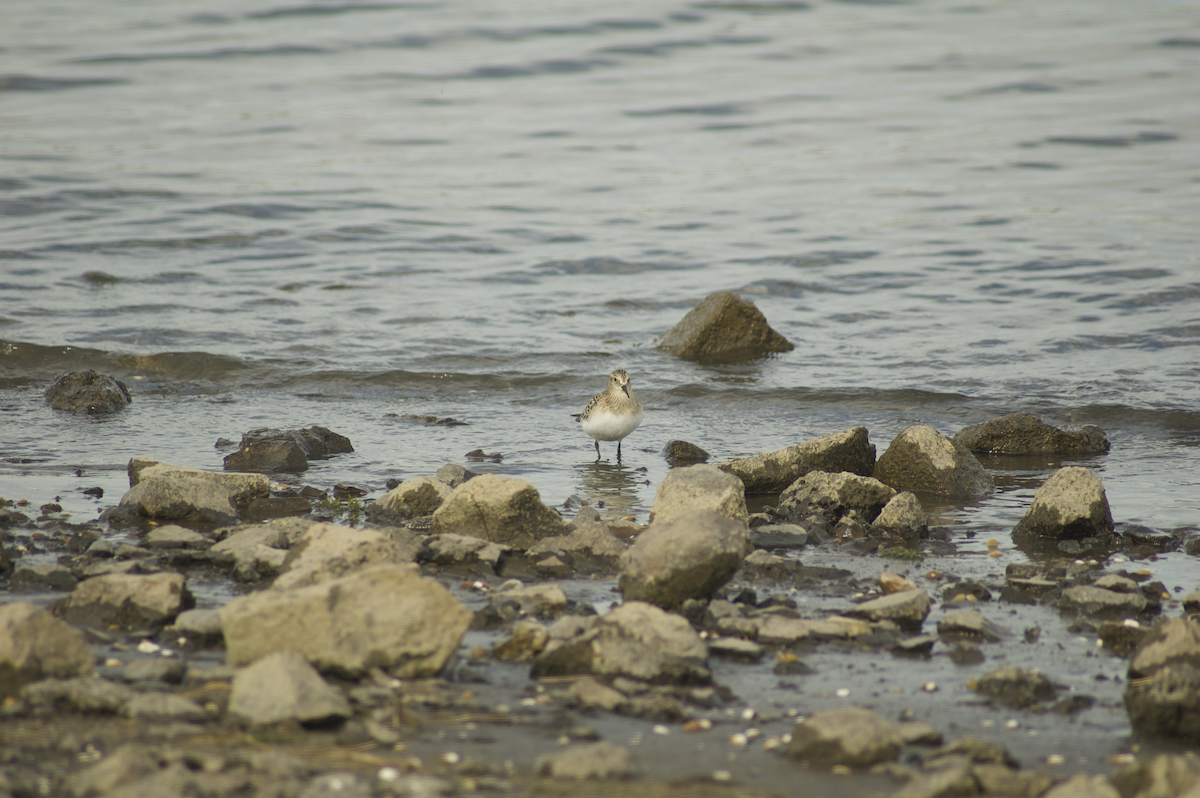 Baird's Sandpiper - ML172559911