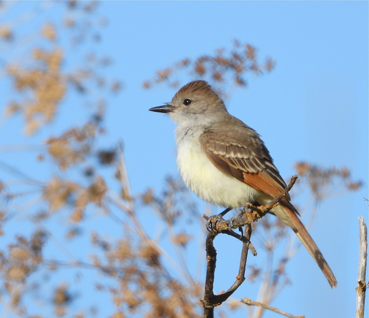 Ash-throated Flycatcher - Pair of Wing-Nuts