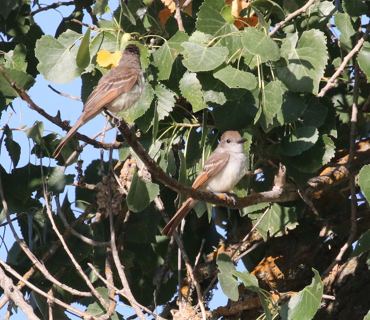 Ash-throated Flycatcher - Pair of Wing-Nuts