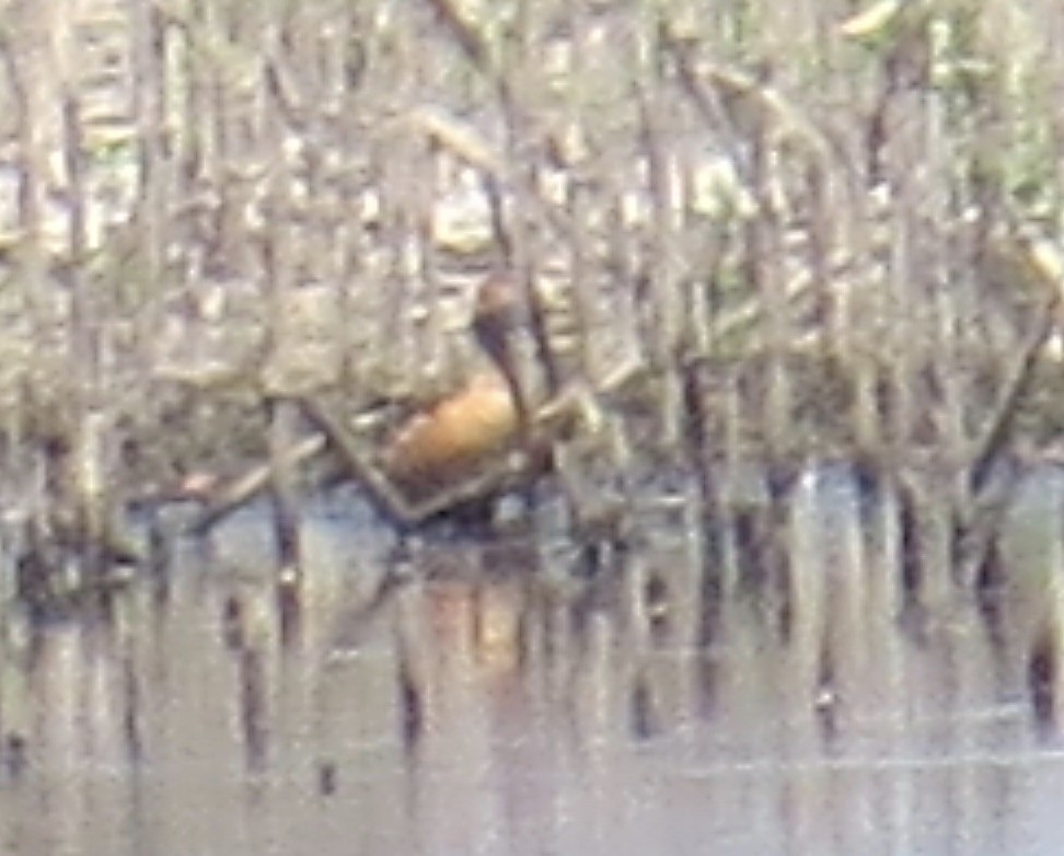 Fulvous Whistling-Duck - ML172560351