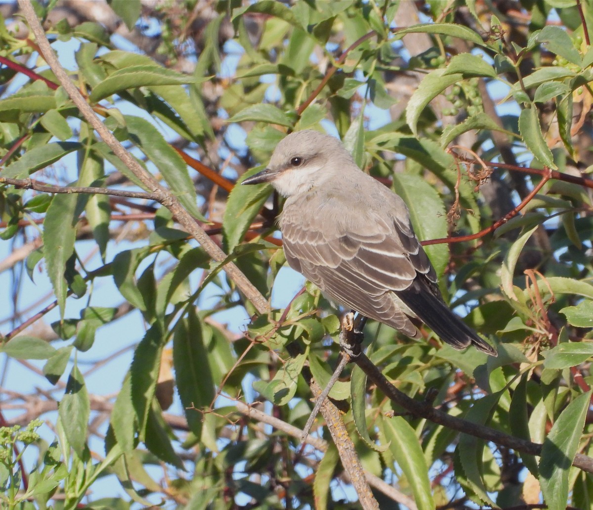 Western Kingbird - ML172560361