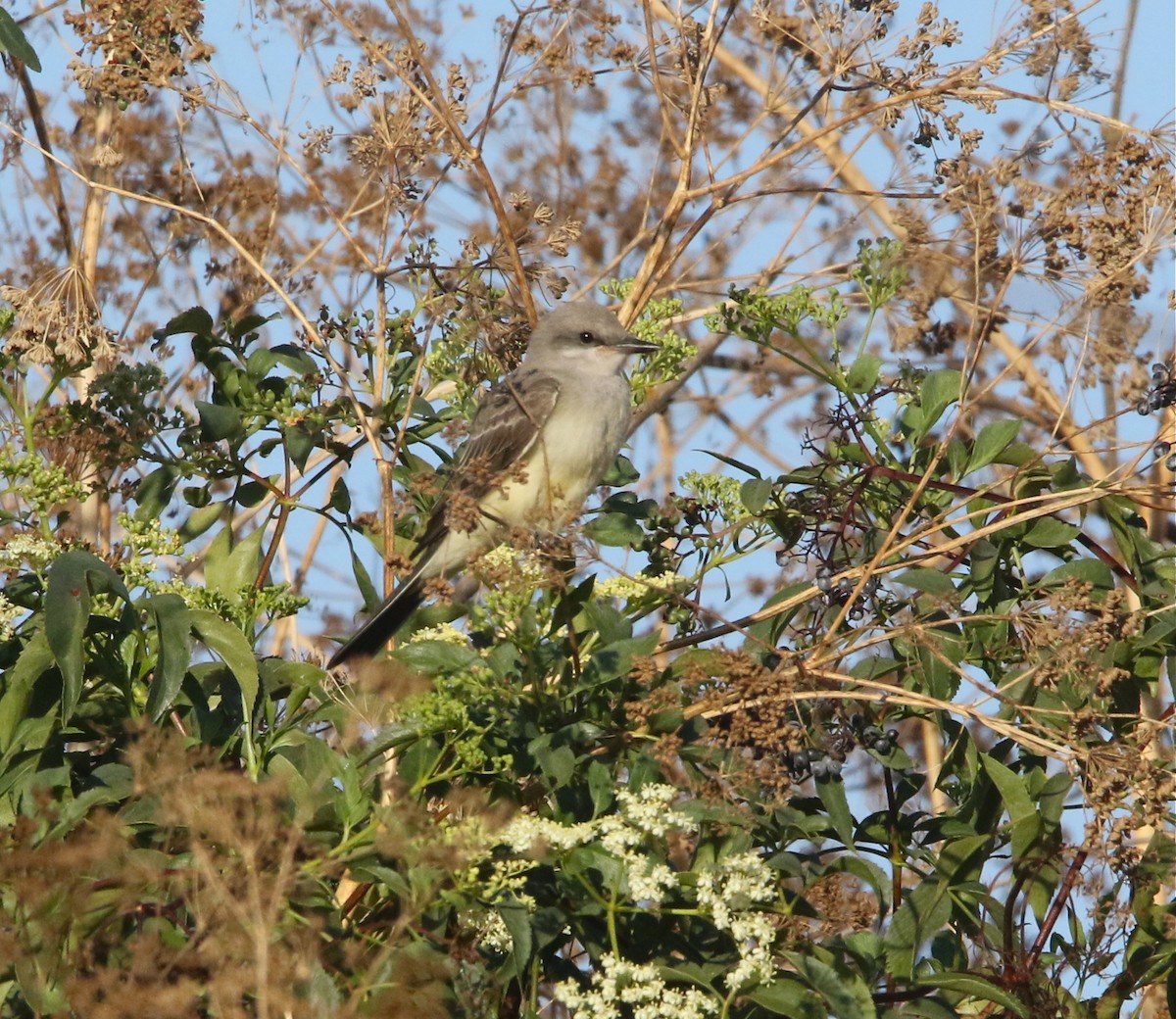 Western Kingbird - Pair of Wing-Nuts