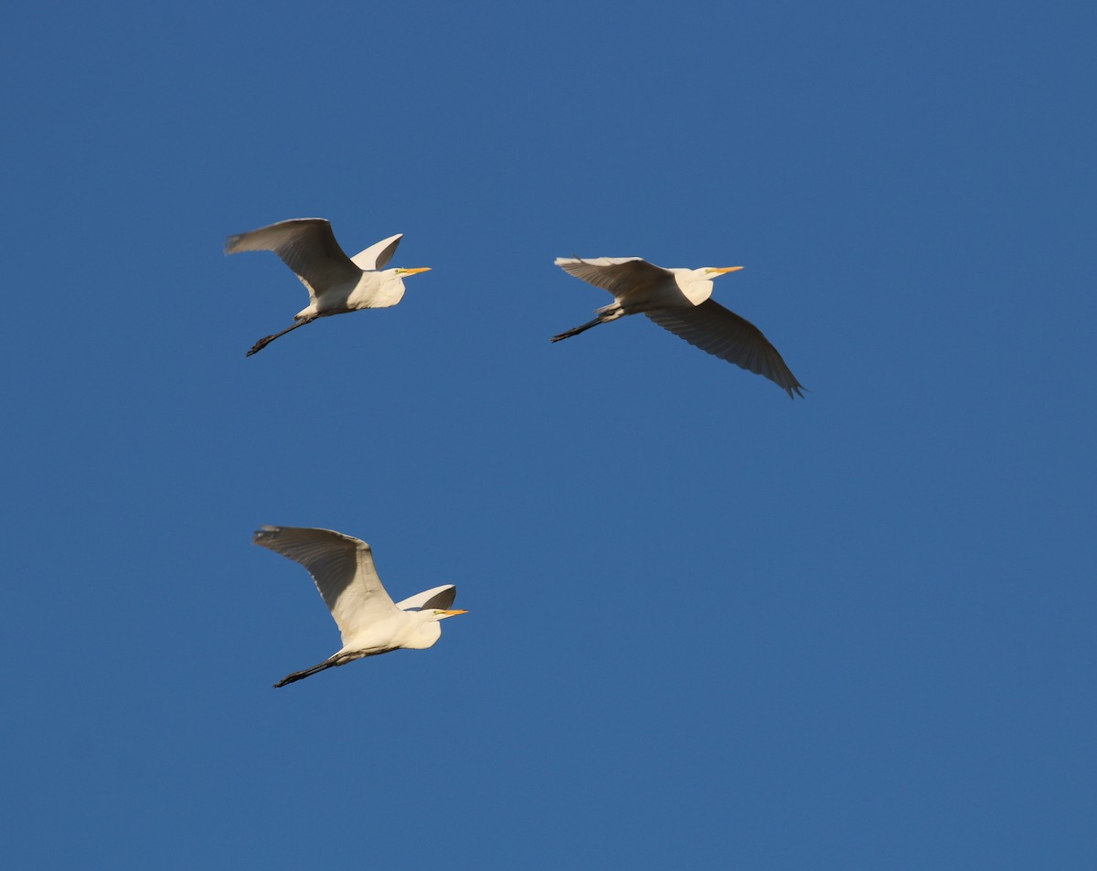 Great Egret - Pair of Wing-Nuts