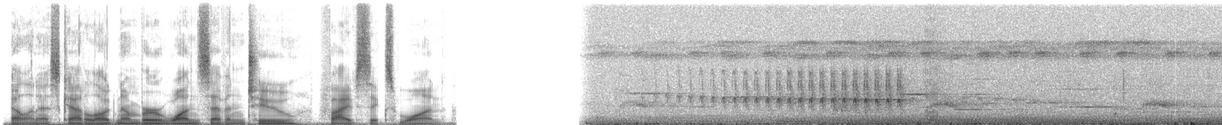 Weißflanken-Ameisenschlüpfer [axillaris-Gruppe] - ML172561