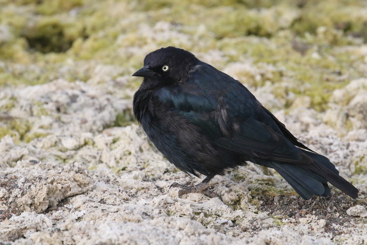 Brewer's Blackbird - ML172562401