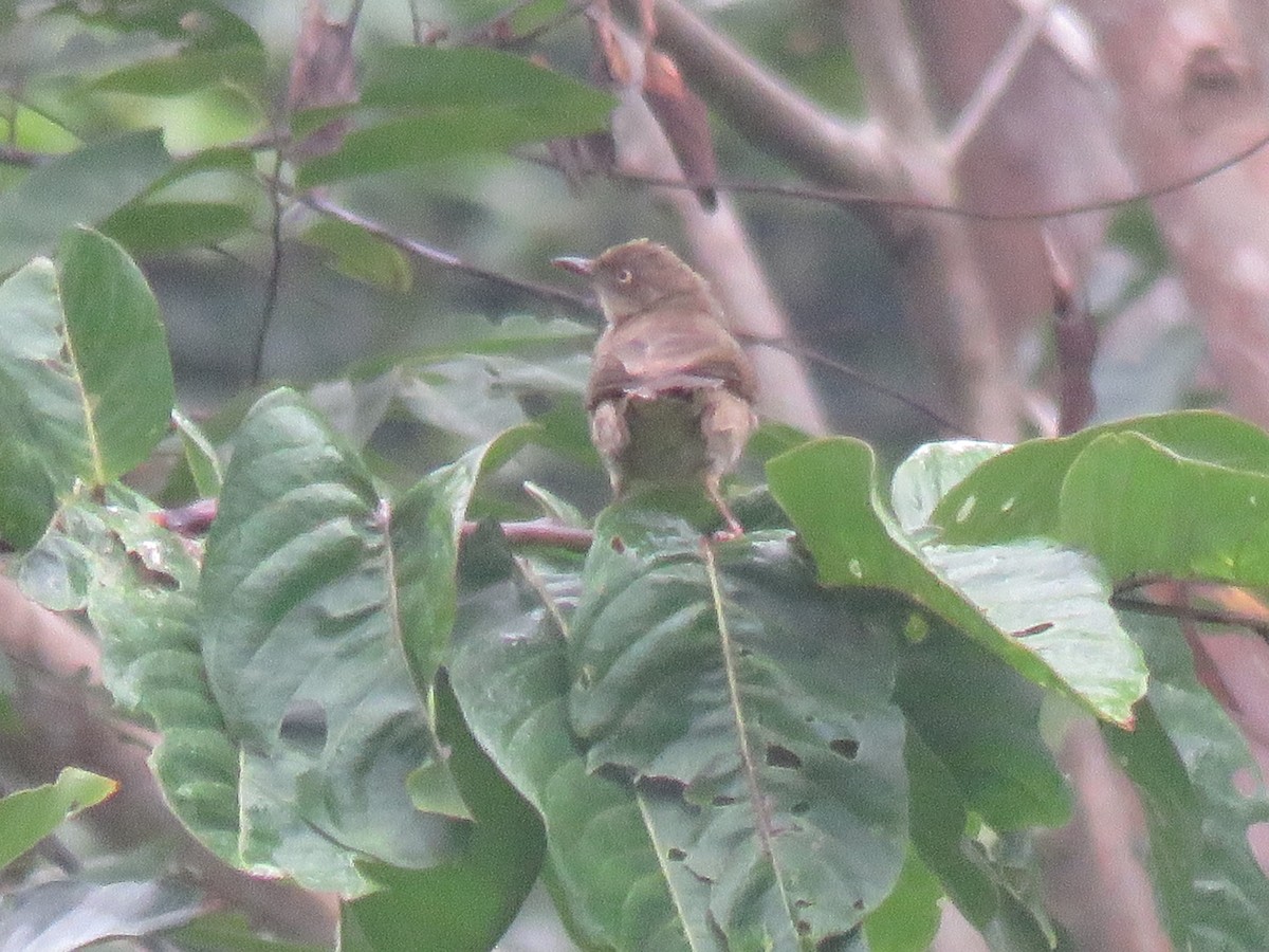 Cream-vented Bulbul - Thomas Brooks