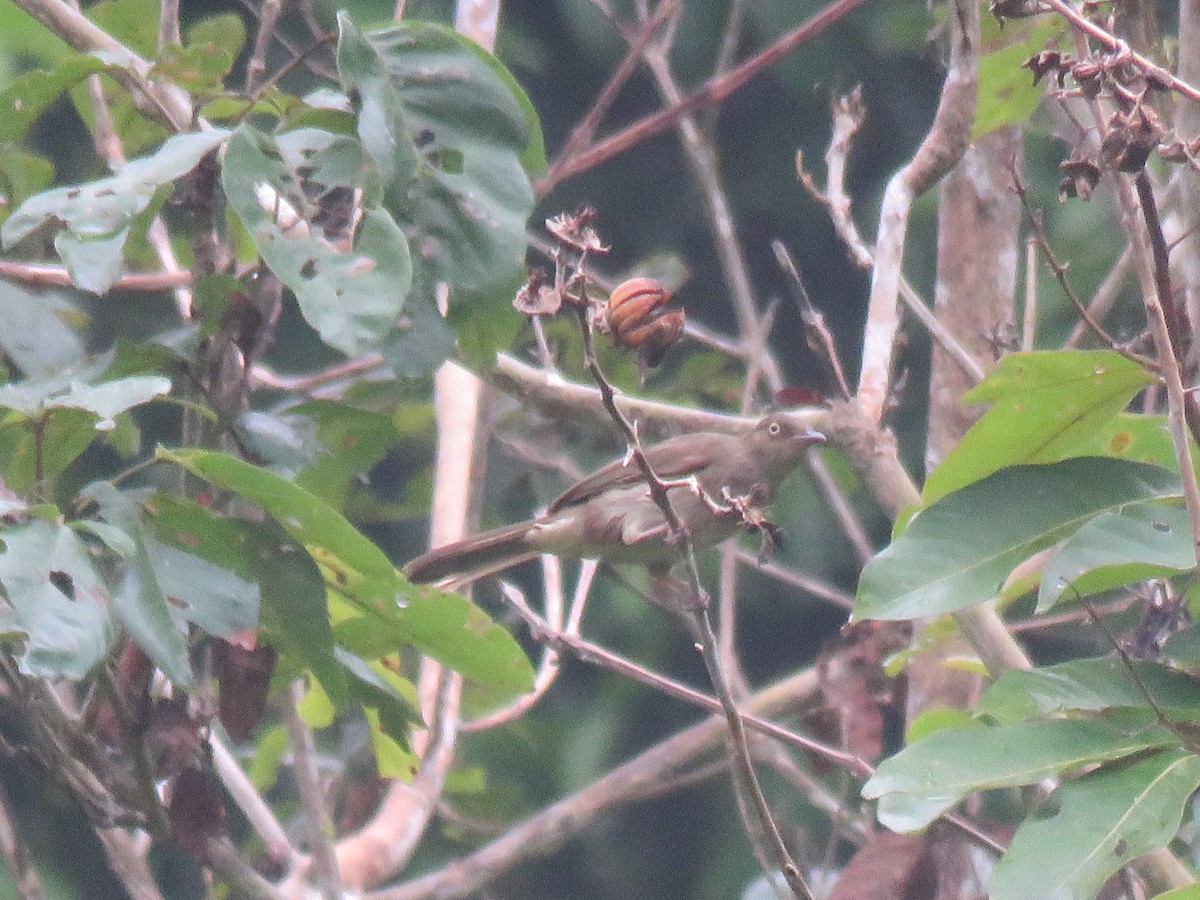 Cream-vented Bulbul - ML172562901