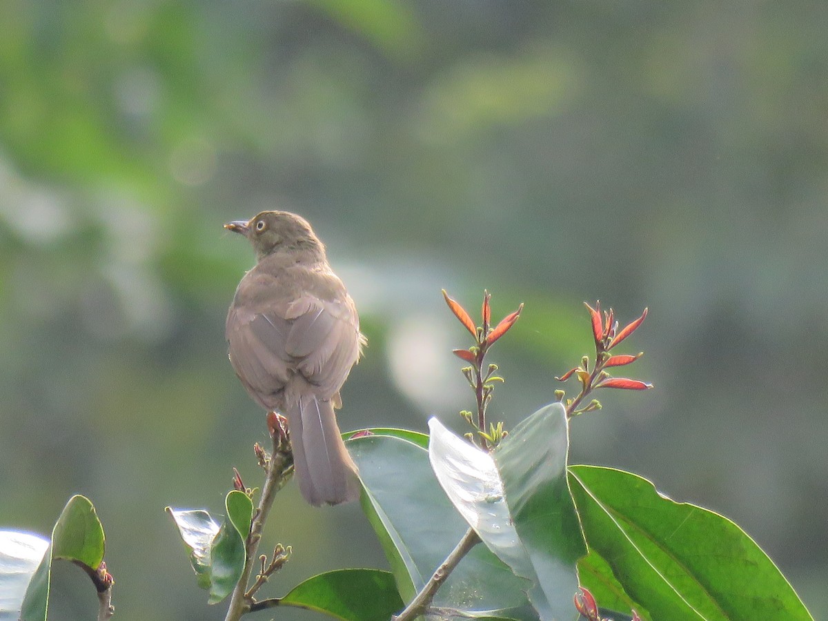 Cream-vented Bulbul - Thomas Brooks