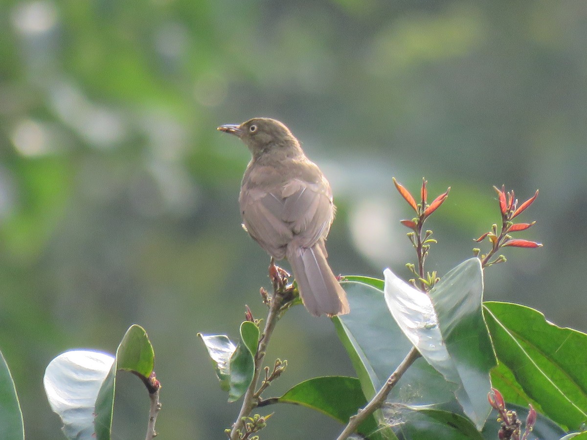 Cream-vented Bulbul - ML172563071