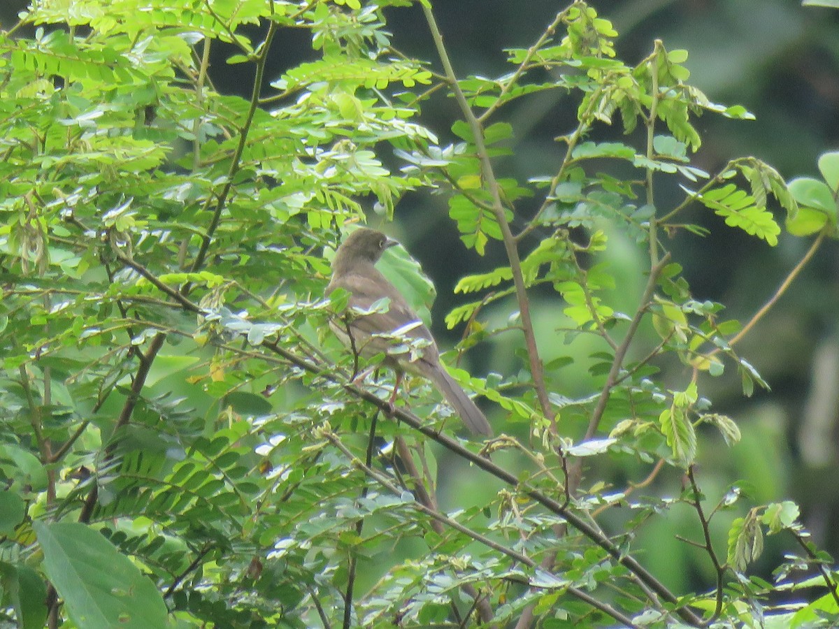 Cream-vented Bulbul - ML172563091