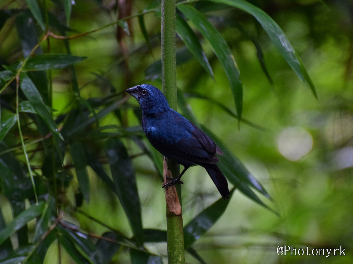 Blue-black Grosbeak - ML172563751