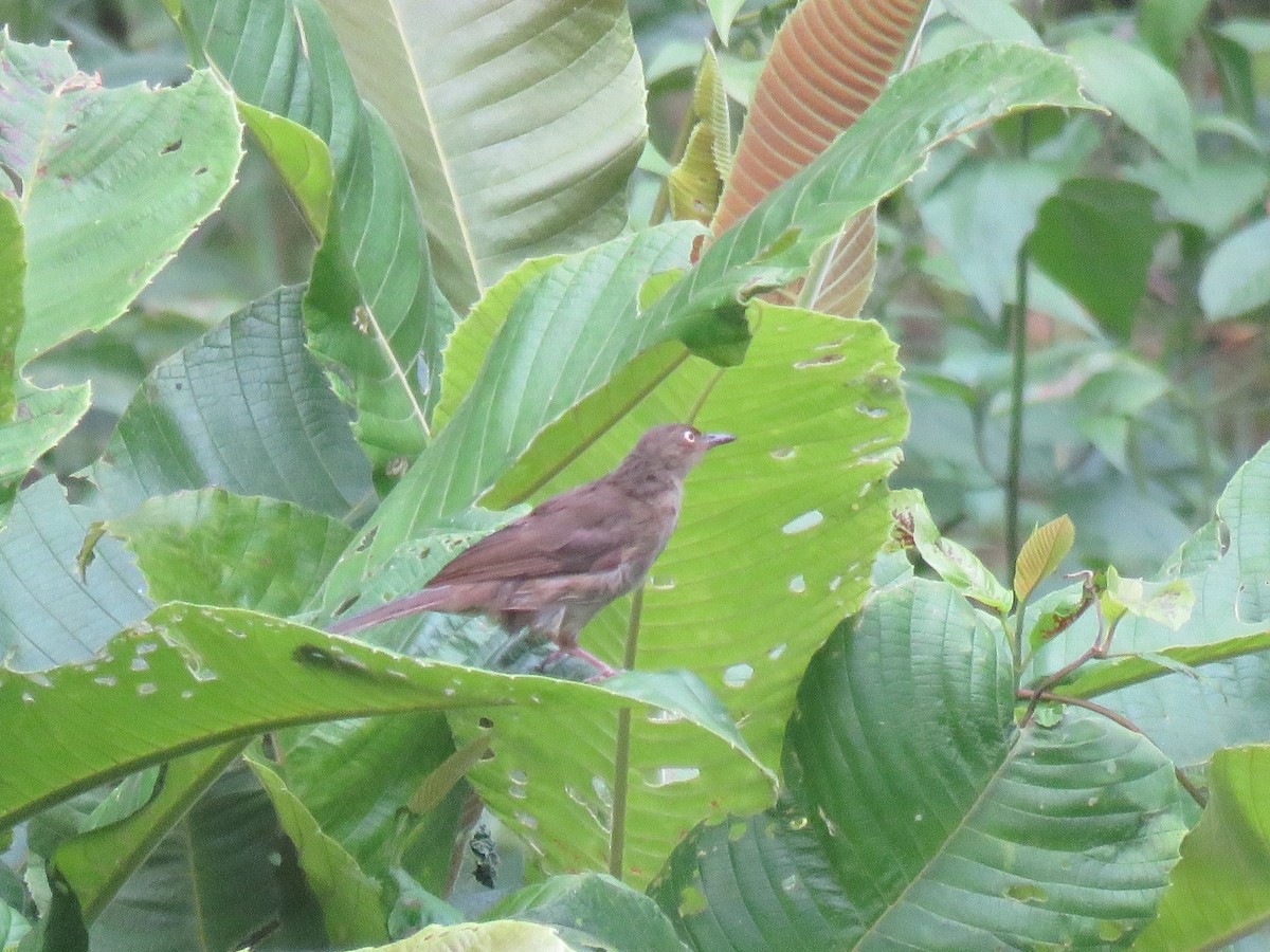 Cream-vented Bulbul - Thomas Brooks