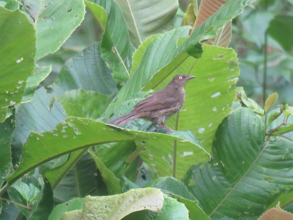 Bulbul Ojiblanco - ML172563911