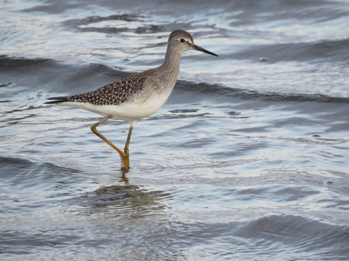 Lesser Yellowlegs - Jim Mead