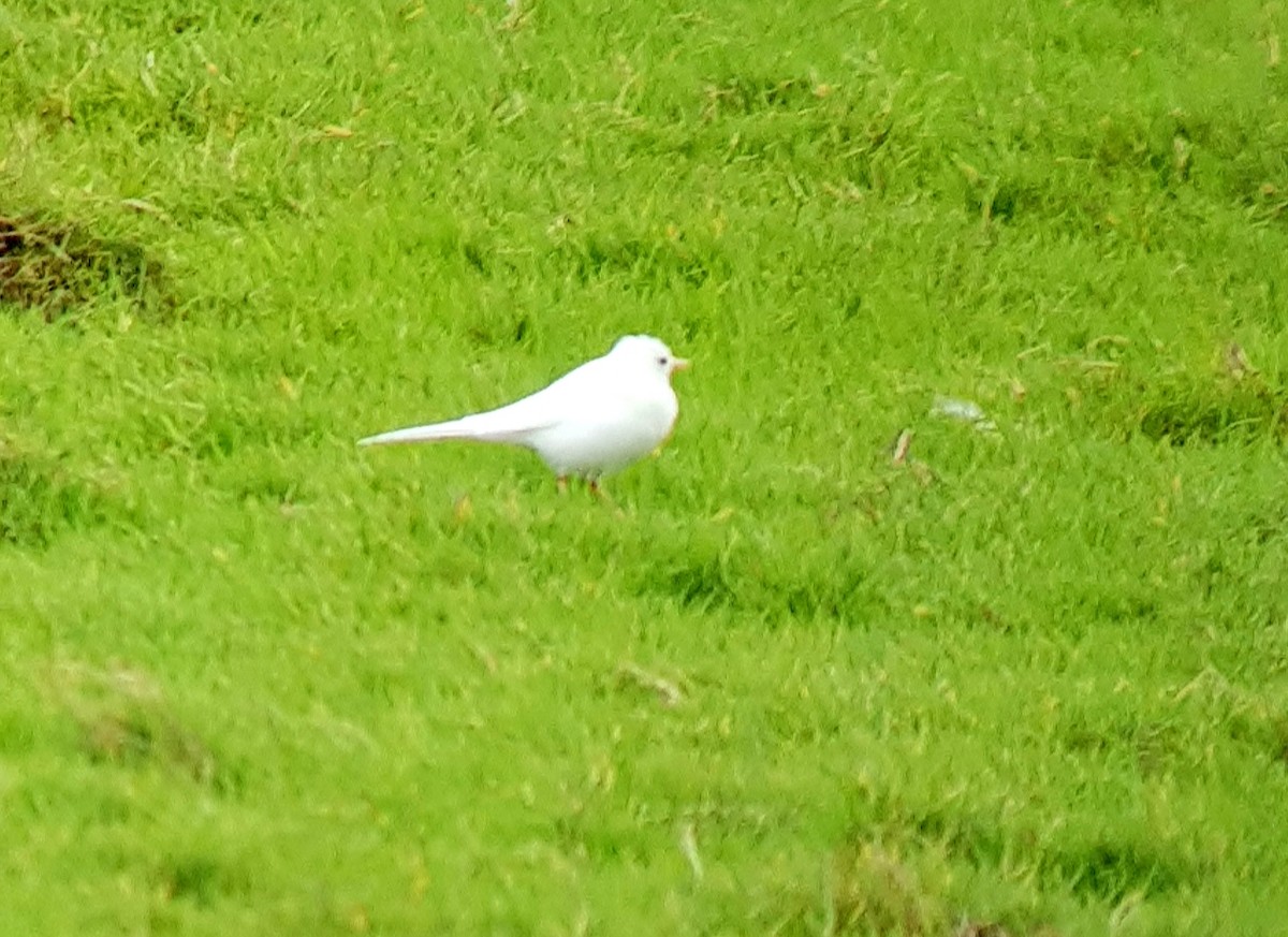 White Wagtail - ML172564741