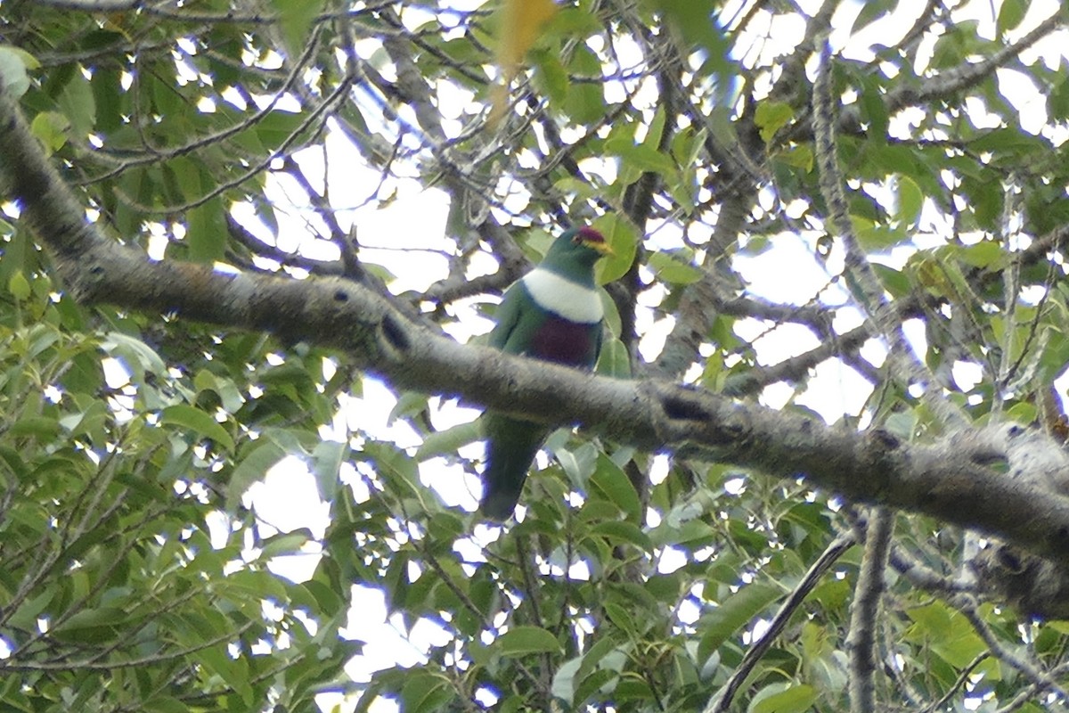 White-breasted Fruit-Dove - Peter Kaestner