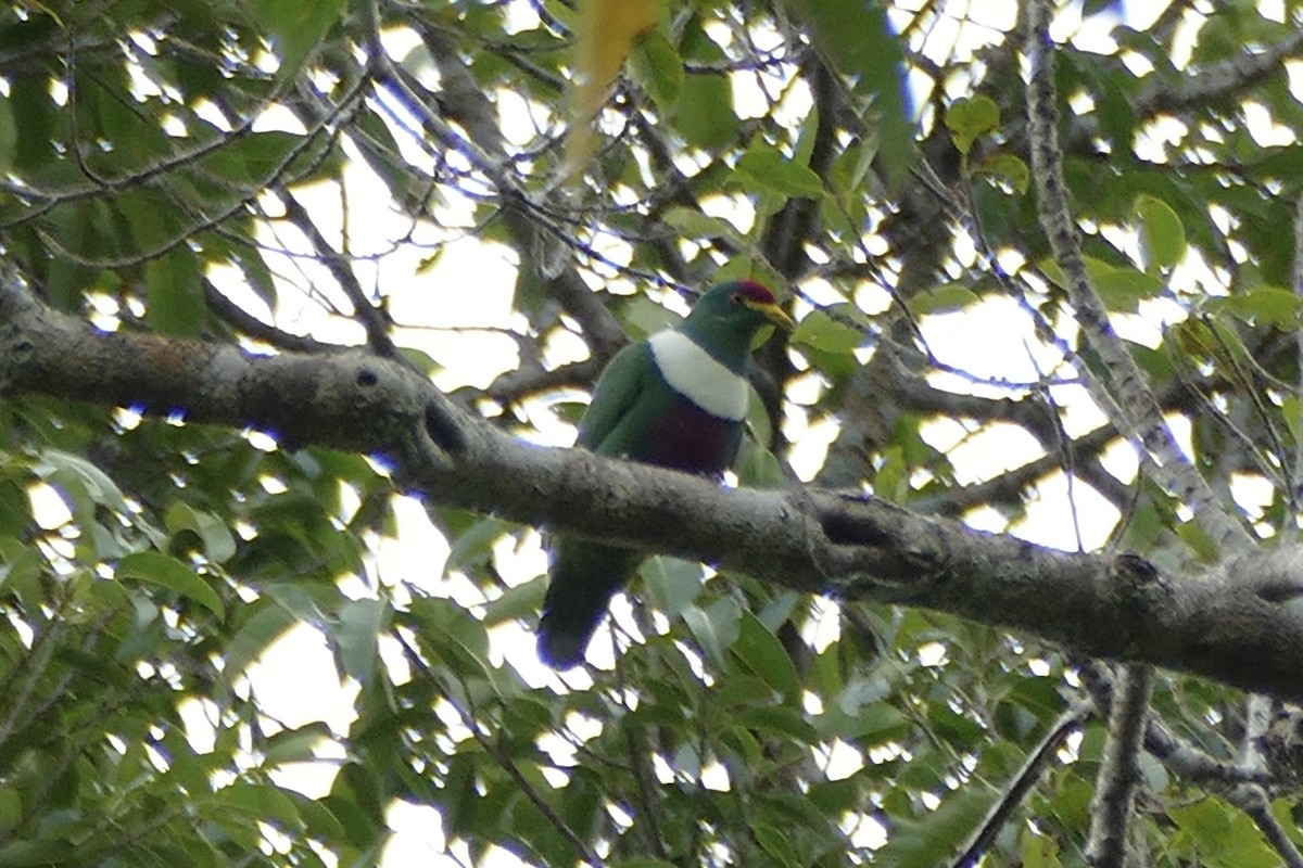 White-breasted Fruit-Dove - Peter Kaestner