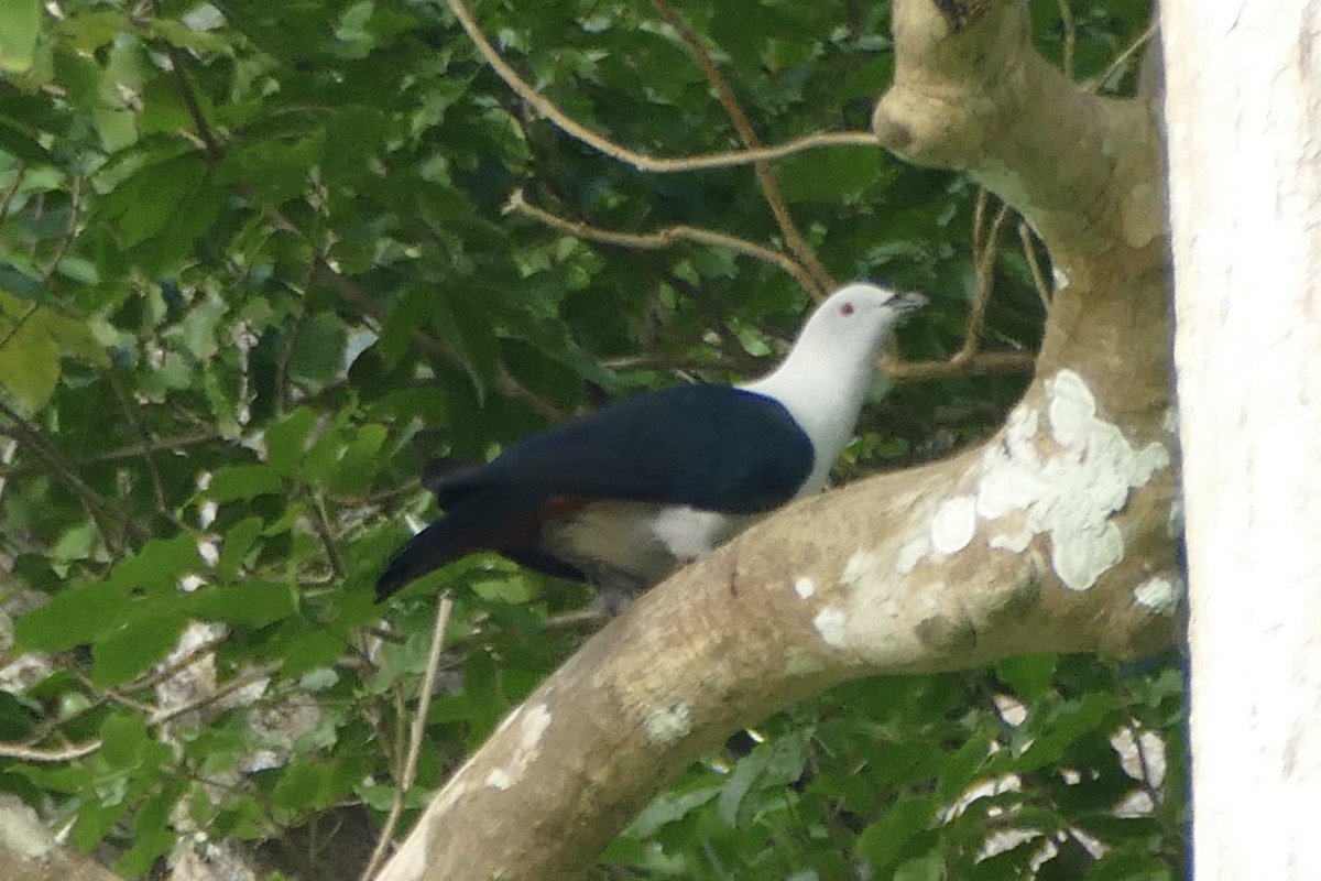 Elegant Imperial-Pigeon - Peter Kaestner