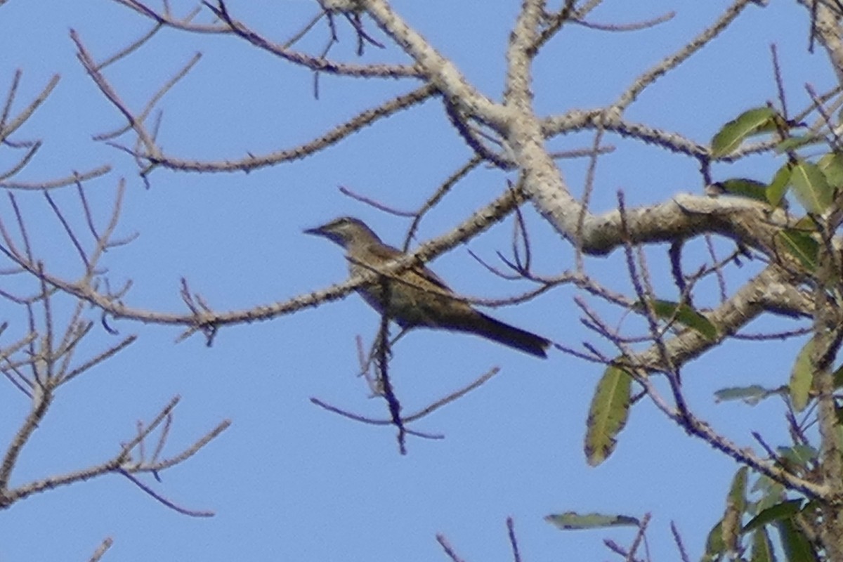 Kai Cicadabird - ML172564901