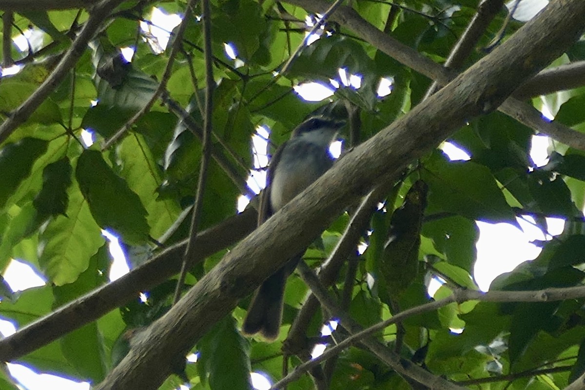 Northern Fantail (Kai) - Peter Kaestner