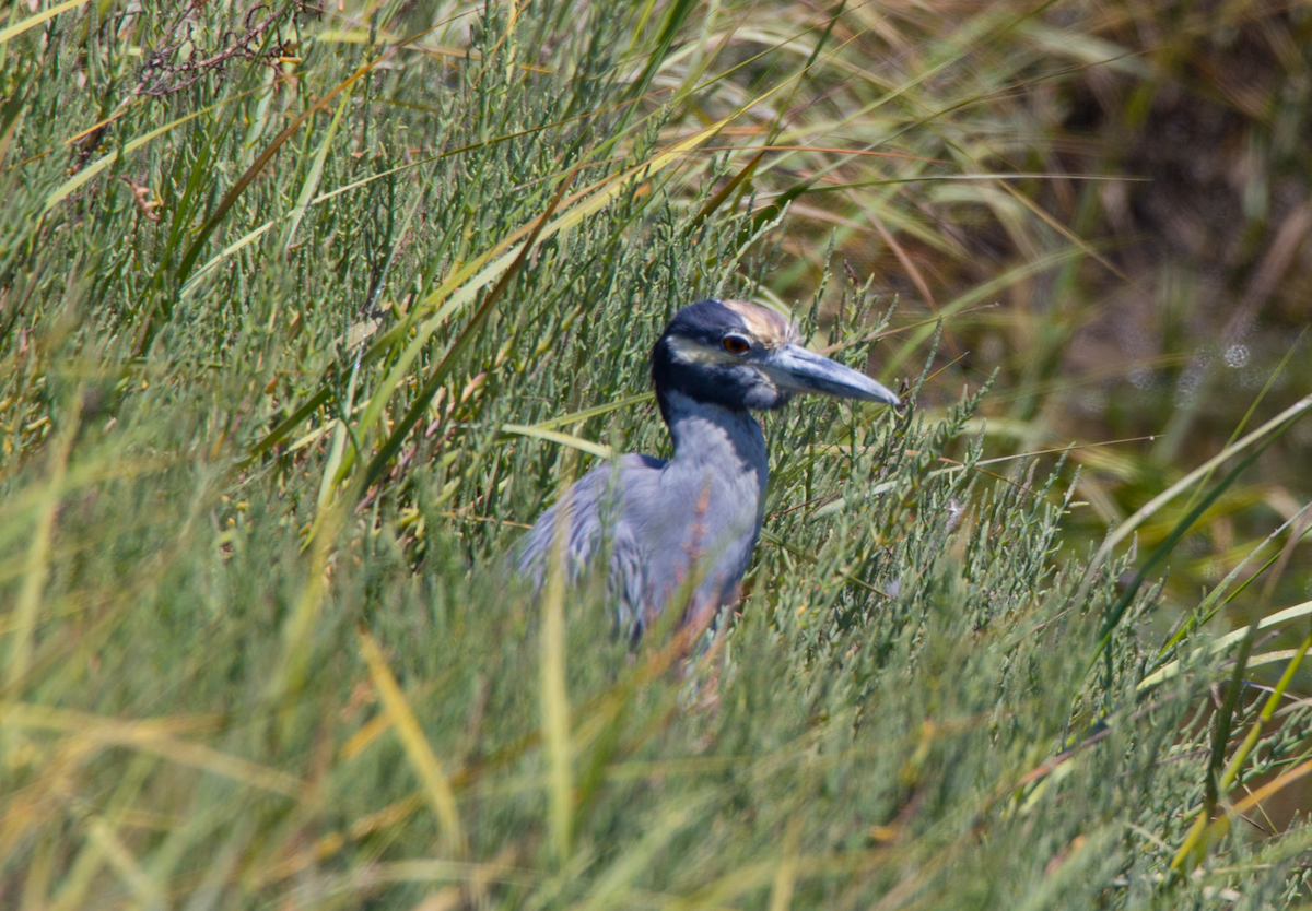 Yellow-crowned Night Heron - ML172565051