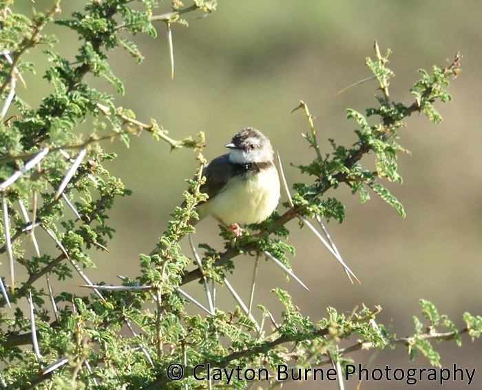 Black-chested Prinia - ML172565151