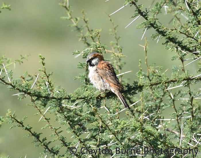 Great Rufous Sparrow - ML172565221