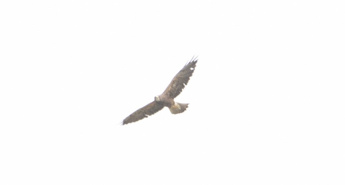 Swainson's Hawk - ML172565811