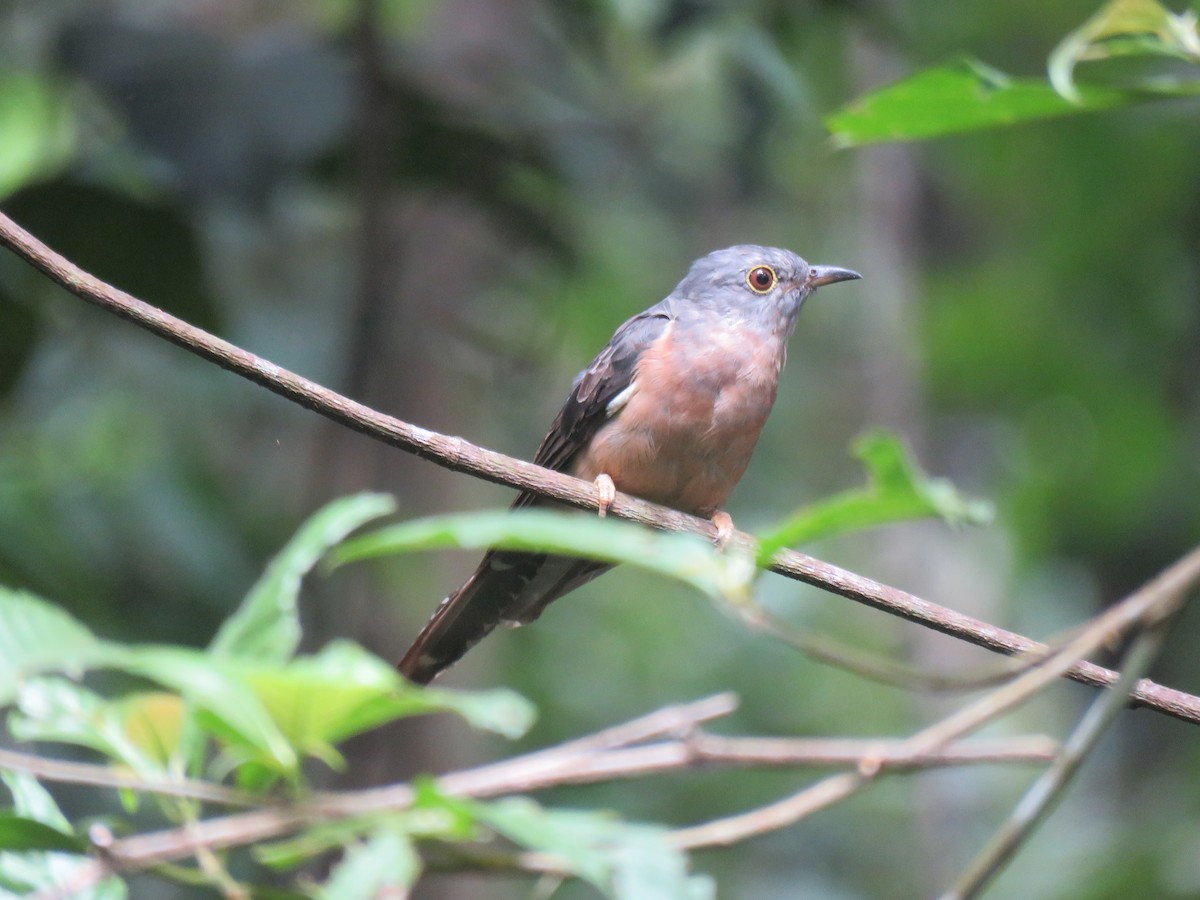 Brush Cuckoo - ML172567011