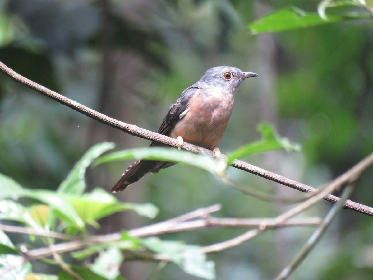 Brush Cuckoo - ML172567021