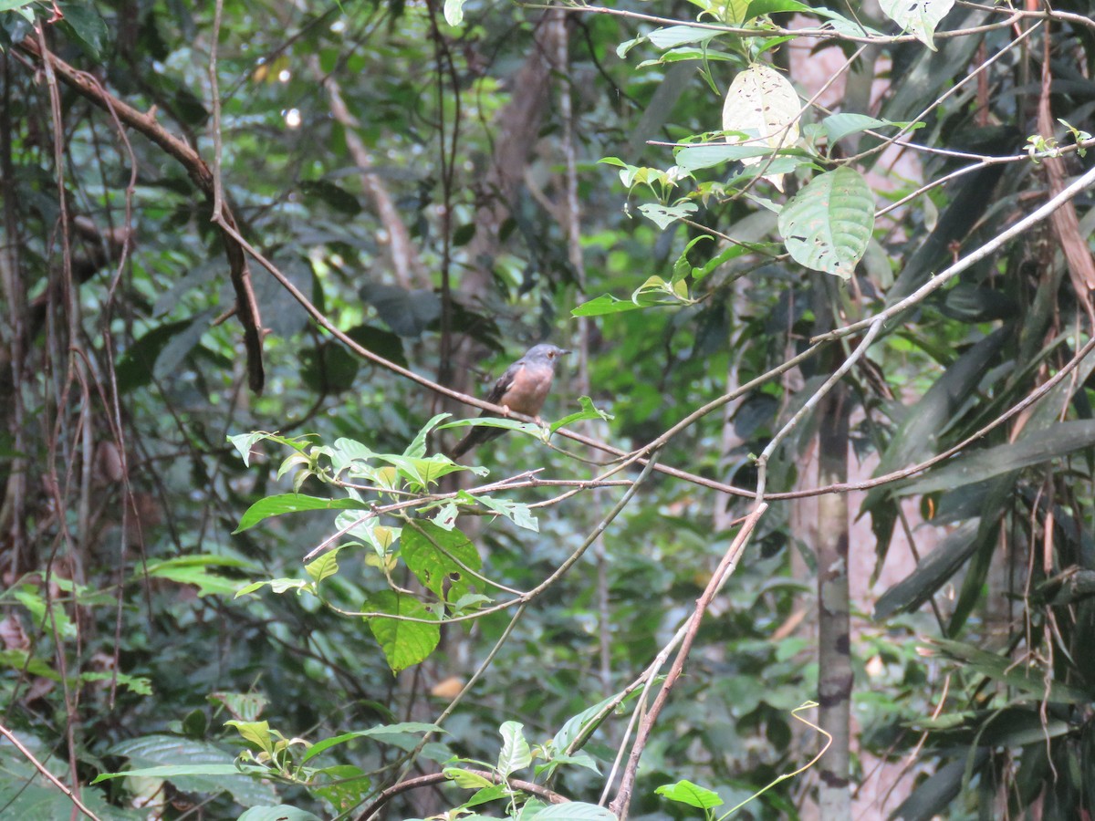 Brush Cuckoo - ML172567031