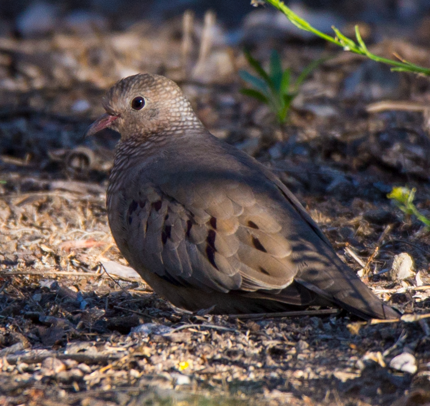 Common Ground Dove - ML172567091