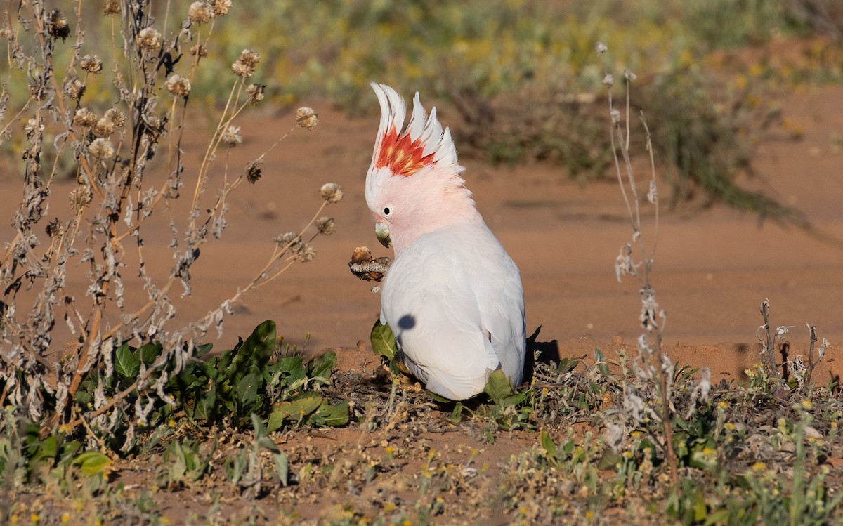 Cacatú Abanderada - ML172567821