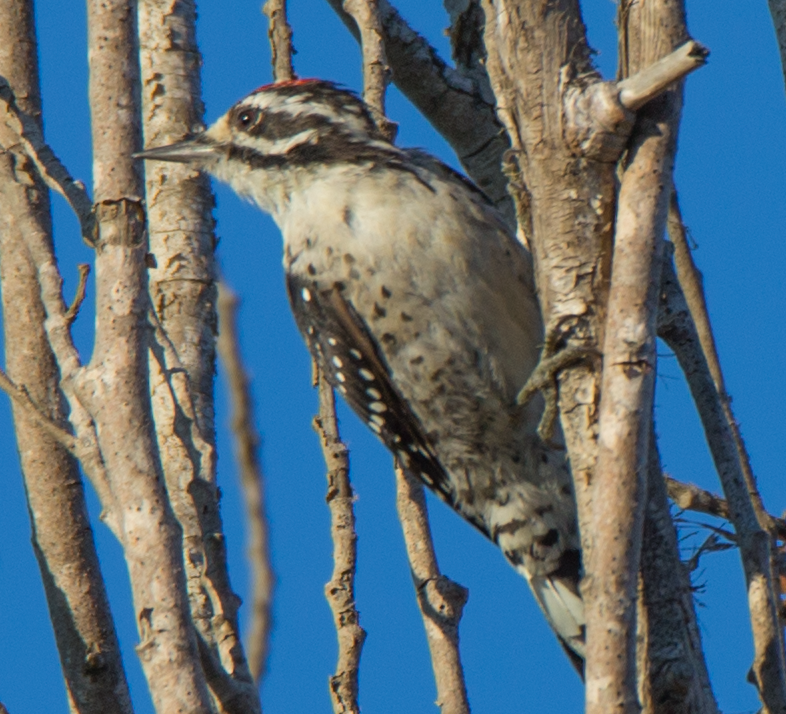 Nuttall's Woodpecker - ML172567891