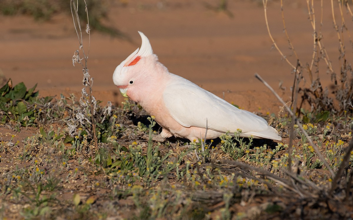 Pink Cockatoo - ML172567961