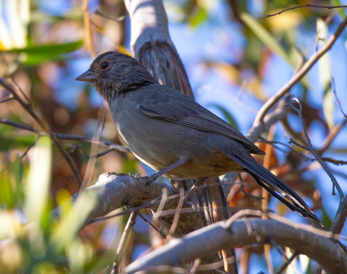 California Towhee - ML172568061