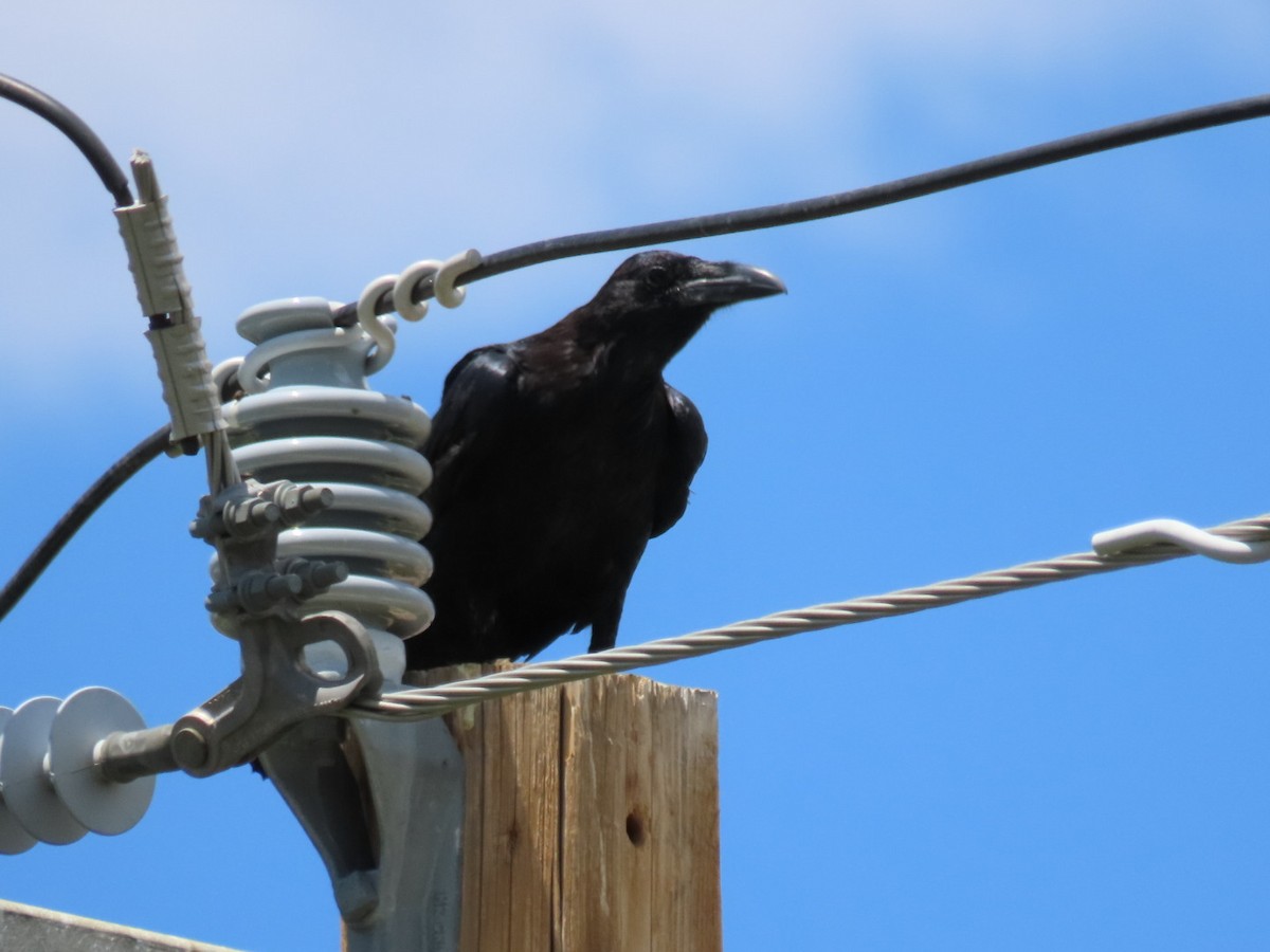 Chihuahuan Raven - Kisa Weeman