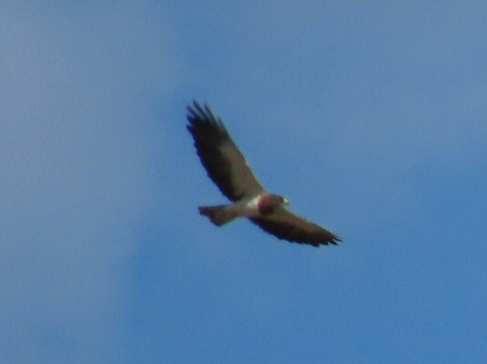 Swainson's Hawk - Kisa Weeman