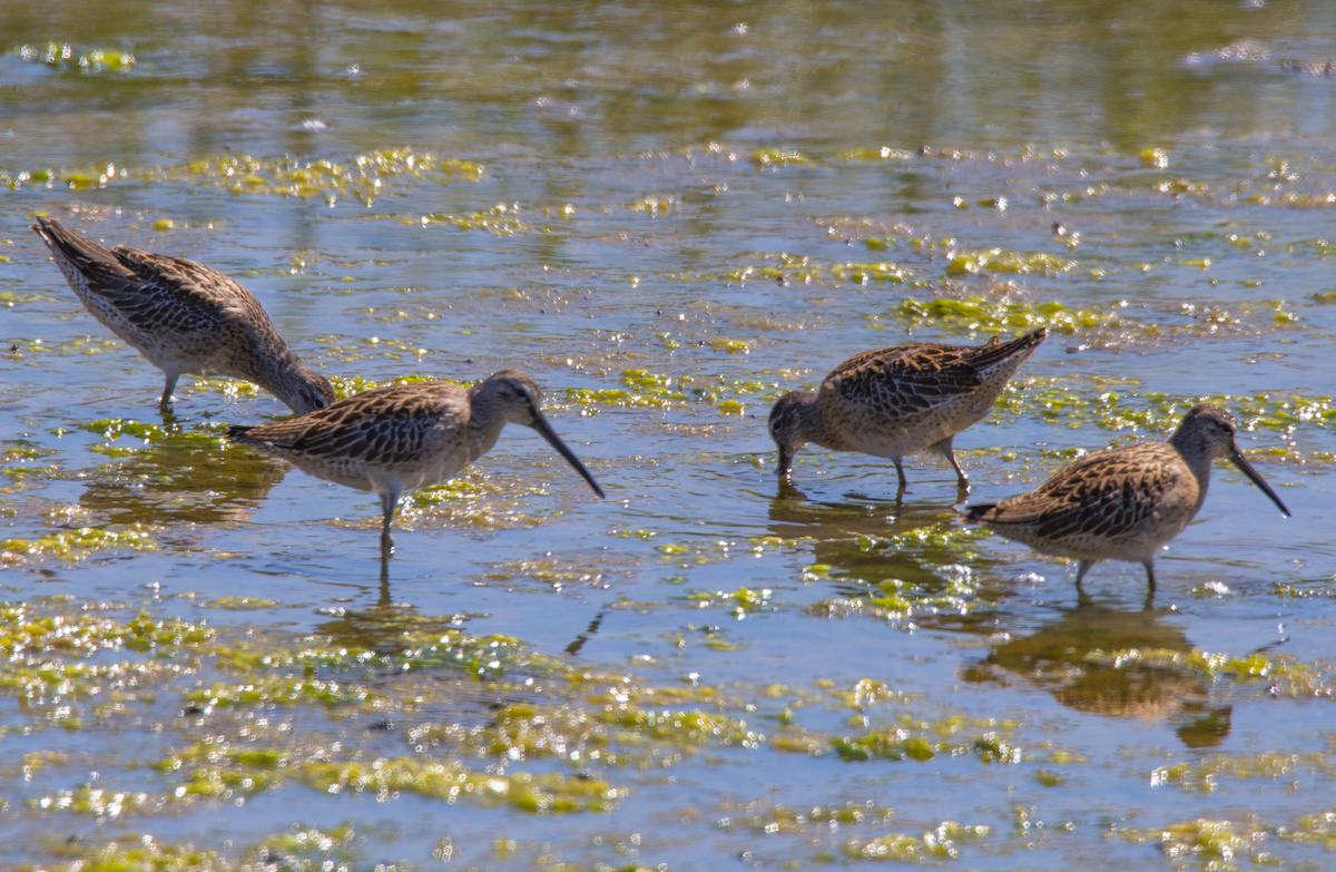 Short-billed Dowitcher - ML172569781