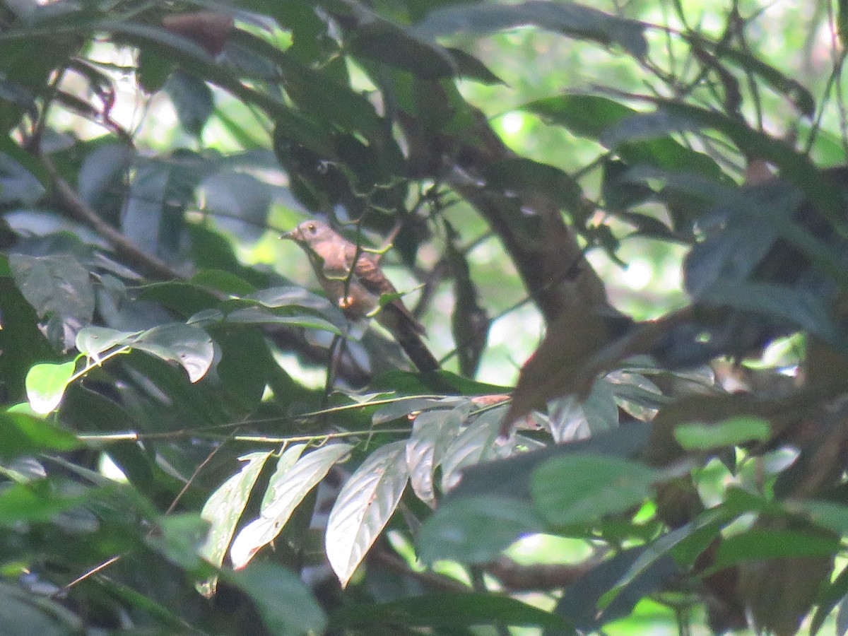 Brush Cuckoo (Sunda) - ML172571941