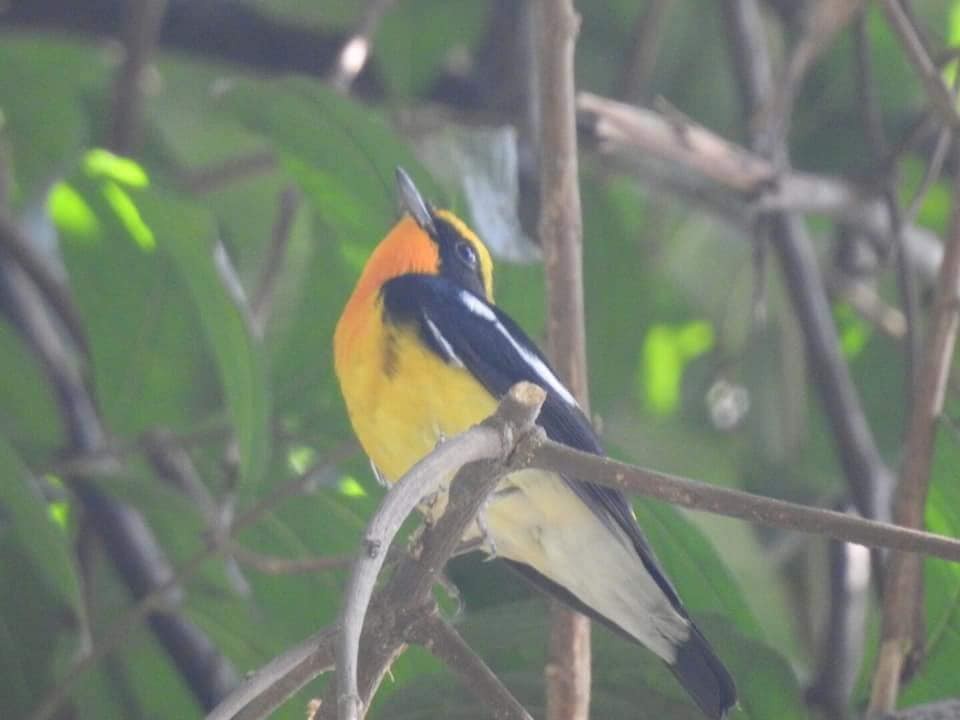 Narcissus Flycatcher - ML172575471