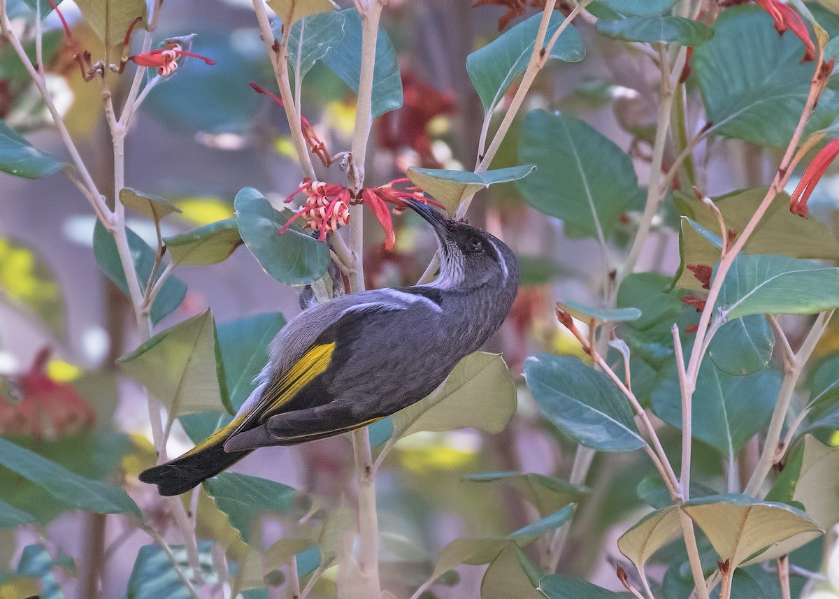 Crescent Honeyeater - Julie Clark