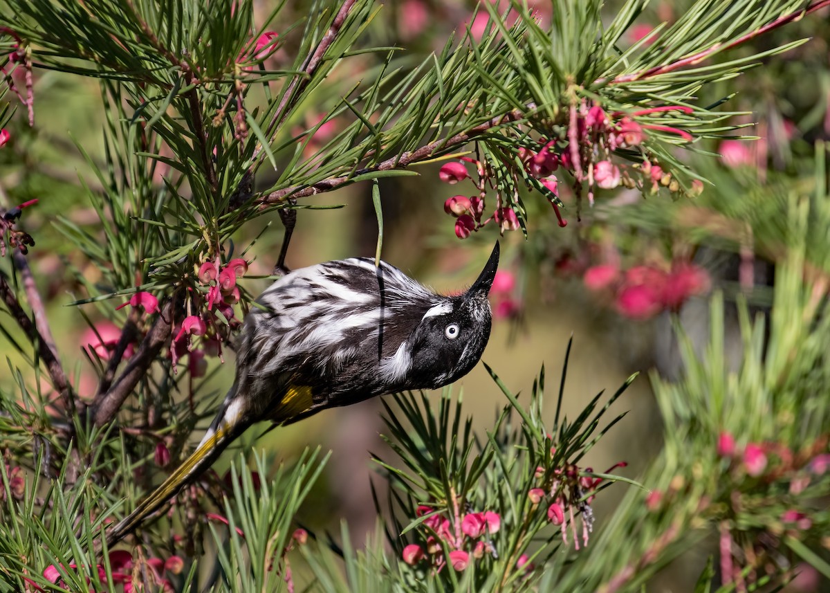 New Holland Honeyeater - ML172575991